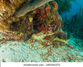 underwater  Caribbean Spiny lobster (Panulirus argus) inhabits tropical and subtropical waters of the Atlantic Ocean, Caribbean Sea,