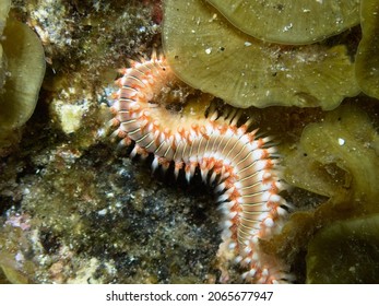 5,815 Underwater worm Images, Stock Photos & Vectors | Shutterstock