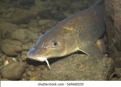 1,555 European barbel Images, Stock Photos & Vectors | Shutterstock