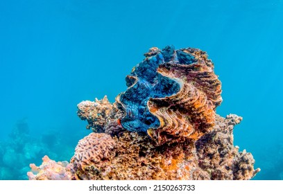 Underwater close up shot of a giant clam resting on top of rocks
