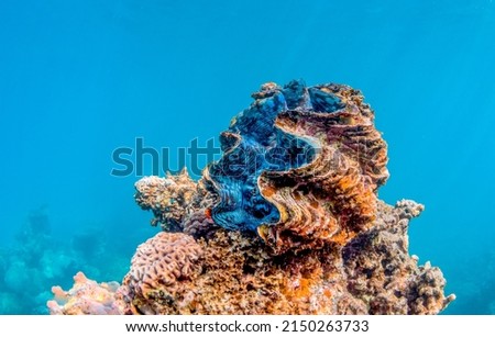 Underwater close up shot of a giant clam resting on top of rocks