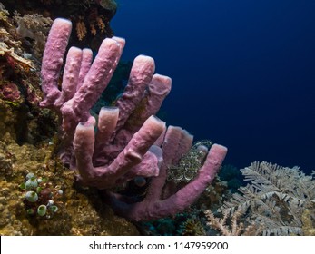 Underwater close-up photography of a blue-grey tube sponge.
Divesite: Pulau Bangka (North Sulawesi/Indonesia)