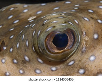 Underwater Close-up Photography Of A Puffer Fish Eye 
Divesite: Pulau Bangka (North Sulawesi/Indonesia)