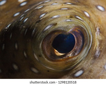 Underwater Close-up Photography Of A Puffer Fish Eye.