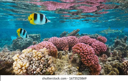 Underwater colorful coral with tropical fish in shallow water, Pacific ocean, Huahine, French Polynesia