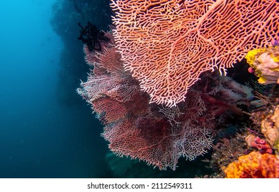 Underwater colorful coral view. Underwater coral. Coral underwater