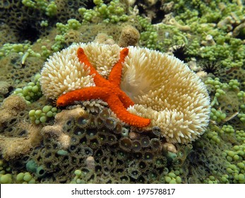 Underwater Comet Sea Star On A Sun Anemone In Shallow Water