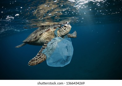 Underwater concept of global problem with plastic rubbish floating in the oceans. Hawksbill turtle in caption of plastic bag