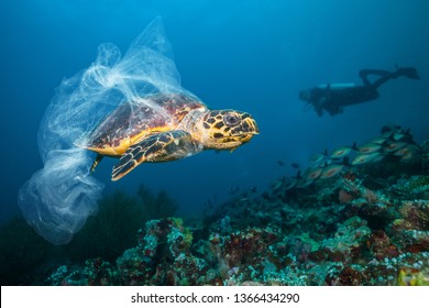 Underwater concept of global problem with plastic rubbish floating in the oceans. Hawksbill turtle in caption of plastic bag