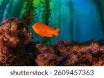 Underwater coral fish. Underwater Garibaldi fish. Garibaldi fish in underwater wolrd. Coral fish in underwater world