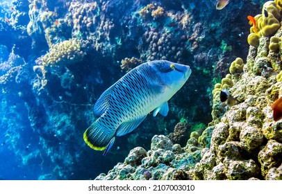 Underwater coral fish view. Coral fish underwater. Underwater coral fish