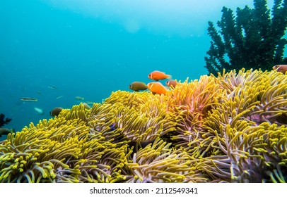 Underwater coral fishes view. Coral fishes underwater. Underwater world scene. Underwater life view