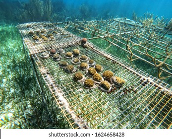 Underwater Coral Nursery In Belize With Brain Coral 