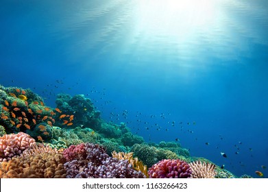 Underwater coral reef background. - Shutterstock ID 1163266423