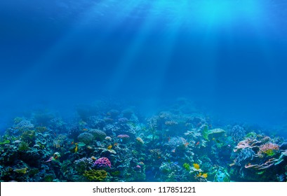 Underwater Coral Reef Background