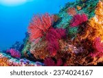 Underwater coral reef. Colorful coral reef of the underwater world. Coral reef underwater. Underwater world scene