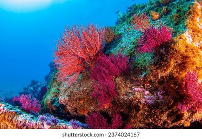 Underwater coral reef. Colorful coral reef of the underwater world. Coral reef underwater. Underwater world scene