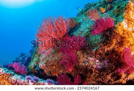 Underwater coral reef. Colorful coral reef of the underwater world. Coral reef underwater. Underwater world scene