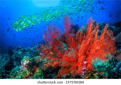 Underwater coral reef fish shoal panorama - Shutterstock ID 1973783384