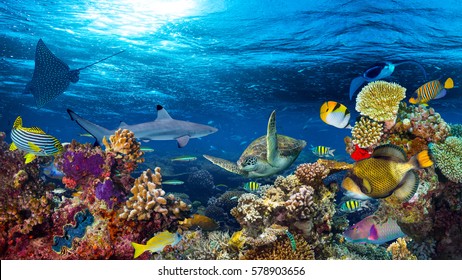 underwater coral reef landscape 16to9 background  in the deep blue ocean with colorful fish and marine life
