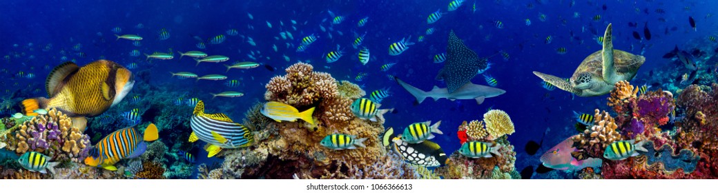 underwater coral reef landscape in the deep blue ocean with colorful fish and marine life wide format panorama background wallpaper