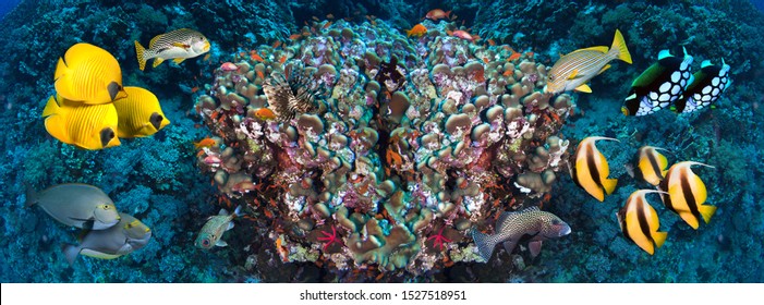 Underwater coral reef landscape in the deep blue ocean with colorful fish and marine life wide format panorama.