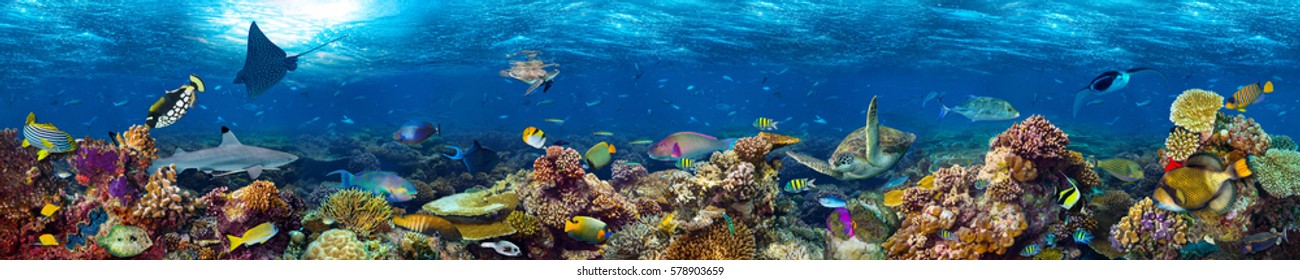 underwater coral reef landscape super wide banner background  in the deep blue ocean with colorful fish and marine life