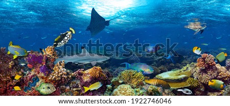 underwater coral reef landscape super wide banner background in the deep blue ocean