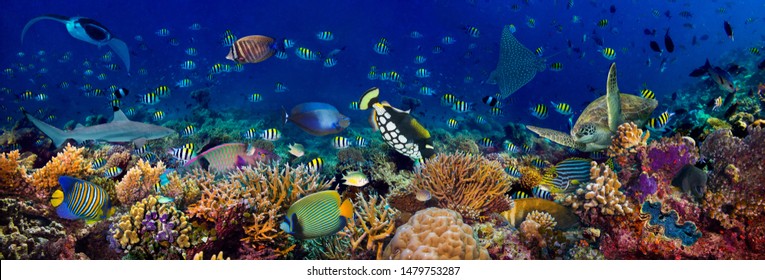 underwater coral reef landscape wide 3to1 panorama background  in the deep blue ocean with colorful fish sea turtle and marine wild life