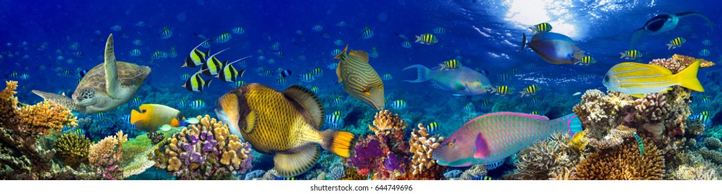 underwater coral reef landscape wide panorama background  in the deep blue ocean with colorful fish and marine life