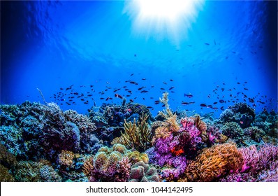Underwater coral reef ocean background - Shutterstock ID 1044142495