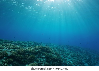 Underwater coral reef ocean floor with sunlight through water surface, natural scene, fore reef of Huahine island, Pacific ocean, French Polynesia