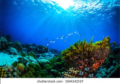 Underwater Coral Reef In Ocean World