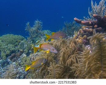 Underwater Coral Reef Off The Coast Of The Island Of Bonaire