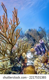 Underwater Coral Reef Off The Coast Of The Island Of Bonaire