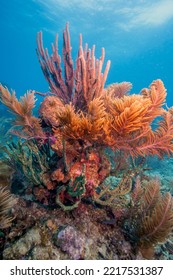 Underwater Coral Reef Off The Coast Of The Island Of Bonaire