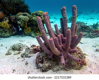 Underwater Coral Reef Off The Coast Of The Island Of Bonaire