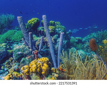 Underwater Coral Reef Off The Coast Of The Island Of Bonaire