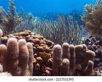 Underwater Coral Reef Off The Coast Of The Island Of Bonaire