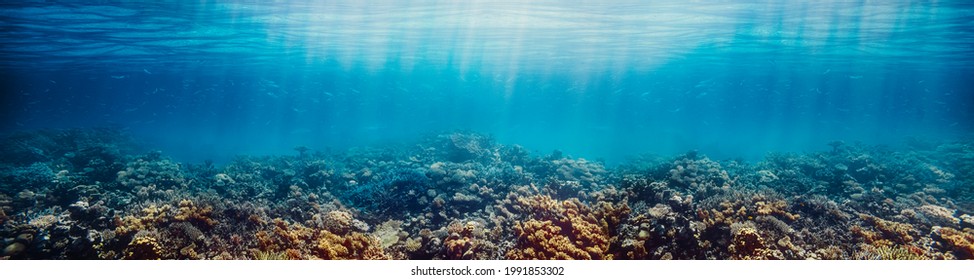Underwater coral reef on the red sea - Shutterstock ID 1991853302