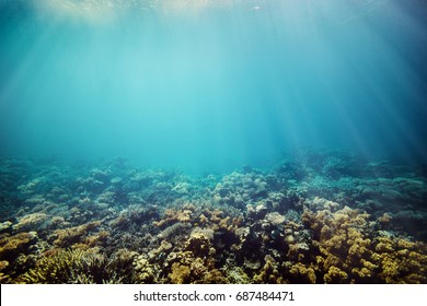 Underwater Coral Reef On The Red Sea