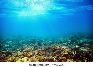 Underwater Coral Reef On The Red Sea