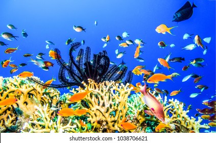 Underwater Coral Reef Panorama With Fishes