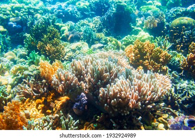 Underwater coral reef tropical sea view landscape