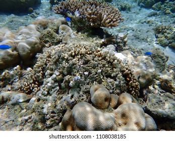 Underwater coral reef vegetation on Wakatobi island Indonesia - Shutterstock ID 1108038185