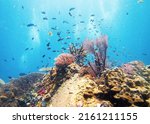 Underwater coral reef view in the sea. Tioman Island Malaysia open water diving site. Beautiful blue ocean background.