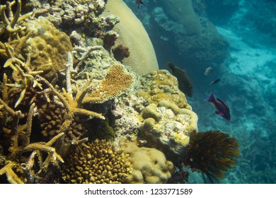 Underwater Coral Scuba Rainbow Reef Fiji