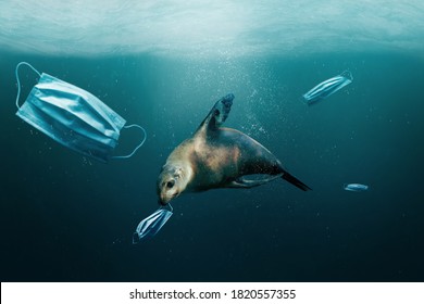 Underwater Debris And Trash After Covid-19 Coronavirus Pandemic. Sea Lion With Medical Surgical Mask In Mouth Due To Covid Pollution. Environmental Ecology Rubbish Concept.