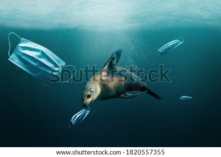 Underwater debris and trash after Covid-19 coronavirus pandemic. Sea lion with medical surgical mask in mouth due to covid pollution. Environmental ecology rubbish concept.