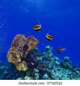 Underwater Deep Blue Sea Coral Garden With Banerfish And Many Different Kinds Of Fish